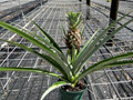 Ornamental Pineapple Bromeliad